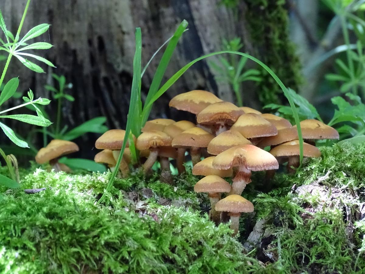 Der Florenberg - Gipfel Fuer Geniesser Kuenzell Luaran gambar